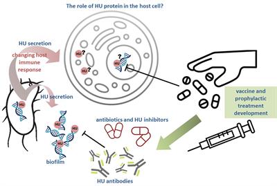 Bacterial nucleoid-associated protein HU as an extracellular player in host-pathogen interaction